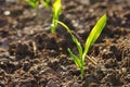 close up young green corn seedling grows with sunshine in culti