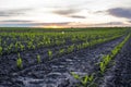 Close-up young green corn sprout grows in the soil on the agricultural field in a sunset. Royalty Free Stock Photo