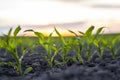Close-up young green corn sprout grows in the soil on the agricultural field in a sunset. Royalty Free Stock Photo