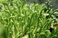 Young green Crassula muscosa L.under background Royalty Free Stock Photo