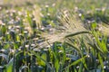 Close up of young green ears of barley in the field Royalty Free Stock Photo