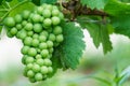 Close up young green grape in champagne vineyards at montagne de reims, France