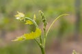 Close up of young green grapes growing on grapevine