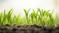 Close up of young green grass growing in soil on blurred nature background Generative AI Royalty Free Stock Photo