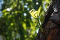 Close up of young green leaf growing on tree trunk. Royalty Free Stock Photo