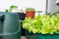 Close up of young green lettuce salad leaves growing in a tray with watering can and other vegetable plants