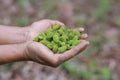 Close-up young green litchis fell in the hands of agriculture. Impact of summer storms in Thailand