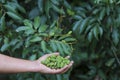 Close-up young green litchis fell in the hands of agriculture. Impact of summer storms in Thailand