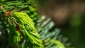Close-up of young green needles of Picea omorika or Serbian spruce branch. Nature concept for spring or Christmas design
