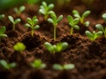 close up of a young green plant growing out of soil Royalty Free Stock Photo