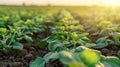 Young Soybean Plants Sprouting in Field at Sunset, Agriculture Cultivation Landscape Royalty Free Stock Photo