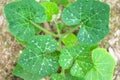 Young green pumpkin leaf or cucurbita maxima duchesne tree