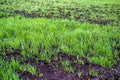 Close-up of a young green shoots