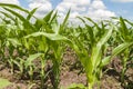 Close-up of young green shoots of corn. In the background is a blue sky with clouds. The concept of agricultural development