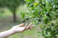 Close-up A young, green, small orange growing on the tree. And the hand of the gardener Oranges is growing in agricultural Royalty Free Stock Photo