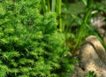 Close-up of young green spruce needles Picea omorika Karel with big stone on the blurred background