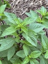 a young green sweet basil plant in the garden Royalty Free Stock Photo