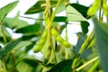 Close-up young green unripe soybean pods on the stem of plant in a soybean field