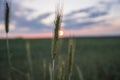 Close up Young green wheat ears on a beautiful field with evening sunset sky. Ripening ears wheat. Agriculture. Natural Royalty Free Stock Photo