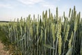 Close up on young green wheat ears on a beautiful field. Ripening ears wheat. Agriculture. Natural product.