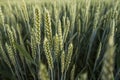 Close up on young green wheat ears on a beautiful field. Ripening ears wheat. Agriculture. Natural product.