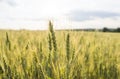 Close up on young green wheat ears on a beautiful field. Ripening ears wheat. Agriculture. Natural product.