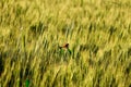 close up of young green wheat on the field,wheat on bird,sparrow Bird on wheat field