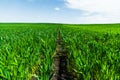 Close-up of young green wheat on the field. Coordinate lower angle. Fertile black soil blue sky and clouds