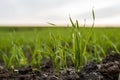 Close up young green wheat seedlings growing in a soil on a field in a sunset. Close up on sprouting rye agriculture on Royalty Free Stock Photo