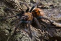 Close-up of a young greenbottle tarantula (Chromatopelma cyaneo