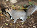 Close up of a young Grey Squirrel