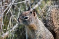 Close up of young ground squirrel