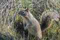 Close up of young ground squirrel