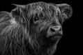 Highland cow calf isolated on black Royalty Free Stock Photo