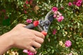 Close-up young hand cut flowers using secator. Royalty Free Stock Photo