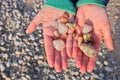 Close Up of Hands Holding Rocks and Pebbles Collected on Beach at Georgian Bay Royalty Free Stock Photo