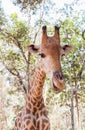 Close up young head face of Giraffe Giraffa camelopardalis
