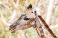 Close up young head face of Giraffe Giraffa camelopardalis