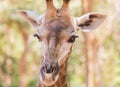 Close up young head face of Giraffe Giraffa camelopardalis