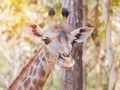 Close up young head face of Giraffe Giraffa camelopardalis