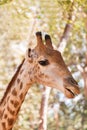 Close up young head face of Giraffe Giraffa camelopardalis