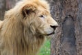 Close Up Young head lion.