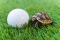 Close up of a young hermann turtle on a synthetic grass with golf ball Royalty Free Stock Photo