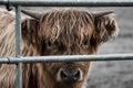 Highland cow calf behind metal gate Royalty Free Stock Photo