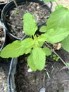 Young holy basil plant in the garden