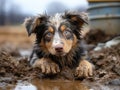 Close-up of young homeless Australian Shepherd puppy with muddy paws lying down. Rescue, care of homeless animals. Shelters,