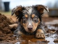 Close-up of young homeless Australian Shepherd puppy with muddy paws lying down. Rescue, care of homeless animals. Shelters,