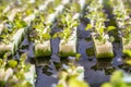 Close up of young hydroponics vegetables growing in rows of soft sponge on water