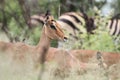 Close up of young impala