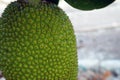 Close-up of the young jackfruit fruit on the jackfruit tree in the garden Royalty Free Stock Photo